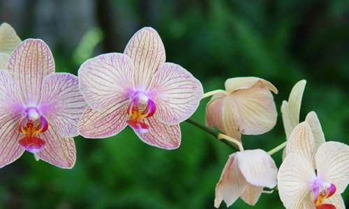 Orchids