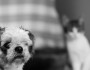 Cats Vs Dogs - Which Pet Is Right For You?
