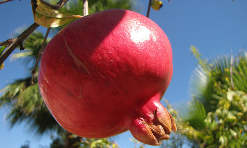 Pomegranates