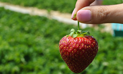 Go strawberry picking in an orchard