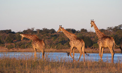 Chobe National Park (Botswana)