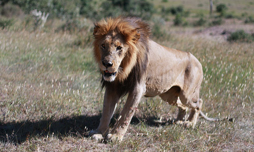 Masai Mara National Reserve (Kenya)