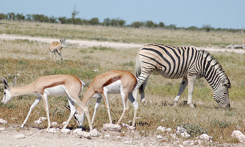 Etosha National Park (Namibia)
