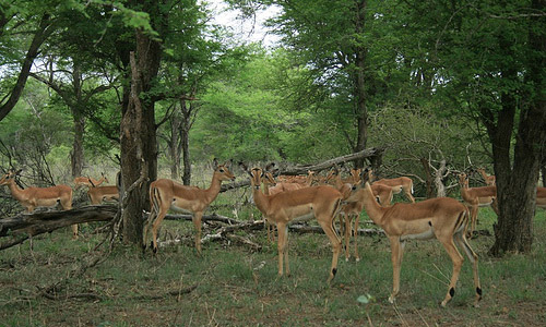 Kruger National Park