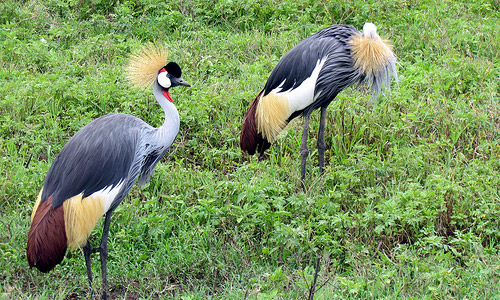 Ngorongoro Conservation Area (Tanzania)