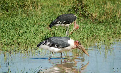 South Luangwa National Park (Zambia)