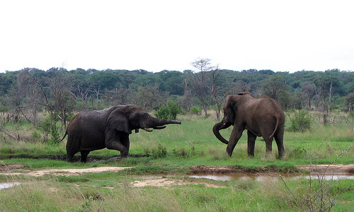 Hwange National Park (Zimbabwe)