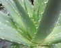 11 Benefits Of Aloe Vera Revealed
