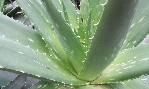 11 Benefits Of Aloe Vera Revealed