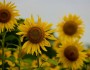 7 Flowers To Brighten Your Day