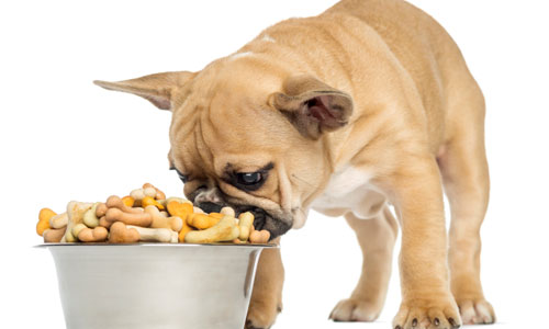 What Foods are Bad for Dogs? 