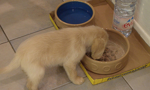 How Often Should You Feed A Puppy?