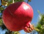Top 10 Health Benefits Of Pomegranate