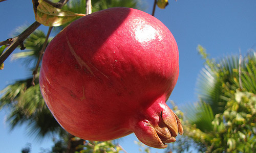 Top 10 Health Benefits Of Pomegranate