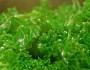 10 Health Benefits Of Kale