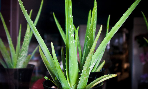 8 Benefits of Aloe Vera Gel