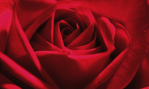 25 Romantic Quotes for Valentine's Day