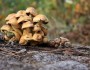 6 Health Benefits of Mushrooms