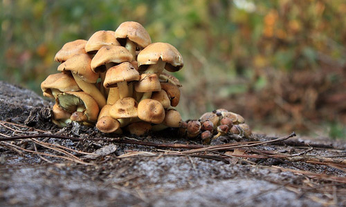 6 Health Benefits of Mushrooms