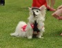 7 Benefits of Having a Pet