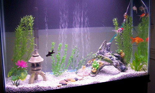 3 Interesting Things to Add to Your Aquarium
