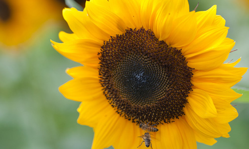 6 Benefits of Sunflower Oil 