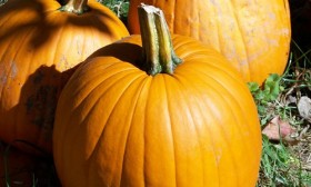 6 Pupmkin Seeds Benefits
