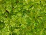 6 Health Benefits of Parsley