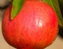 12 Pomegranate Health Benefits