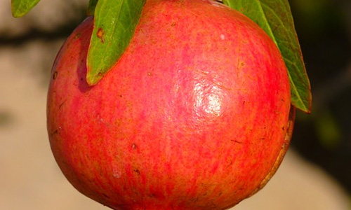 12 Pomegranate Health Benefits