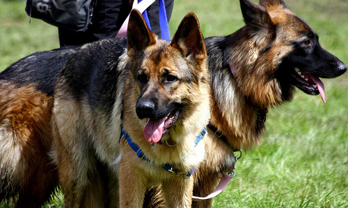  - most-expensive-dog-breeds-german-shepherds