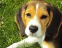 10 Fun Facts About Dogs