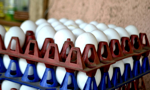 10 Health Benefits of Raw Eggs