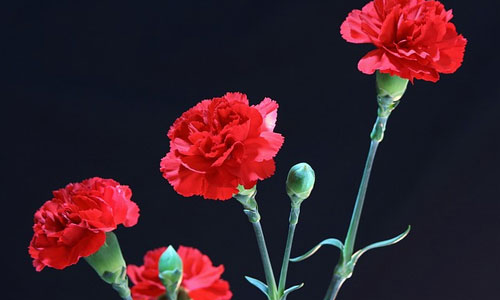 6 Fun Facts about the January Birth Flower