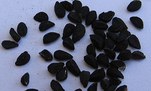8 Benefits of Black Seed Oil