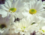 6 Fun Facts about the April Birth Flower