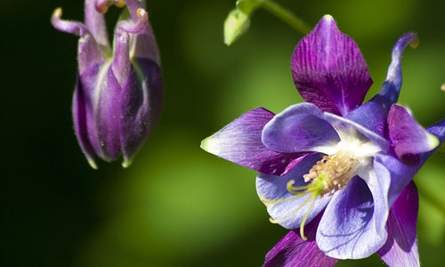 Fun Facts about the February Birth Flower