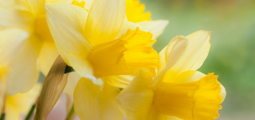 6 Fun Facts about the March Birth Flower
