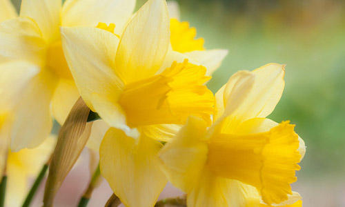 6 Fun Facts about the March Birth Flower