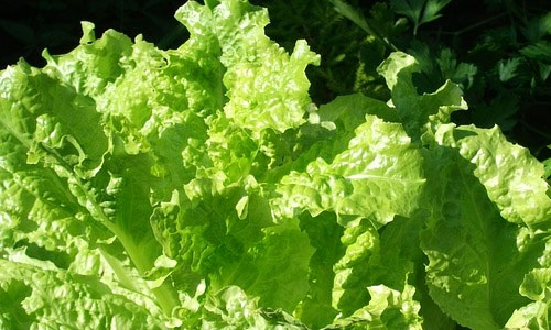 5 Health Benefits of Lettuce
