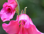 6 Fun Facts About the August Birth Flower