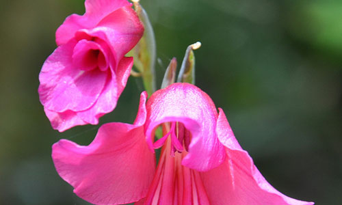 6 Fun Facts About The August Birth Flower