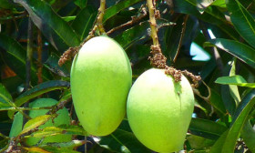 5 Health Benefits of Green Mango