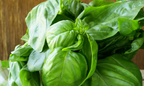 5 Health Benefits of Eating Fresh Basil