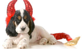 silly-halloween-costume-ideas-for-pets