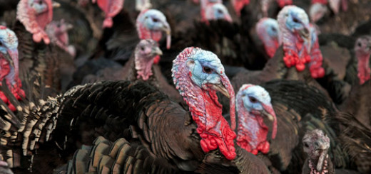 5 Interesting Facts about the Thanksgiving Turkey