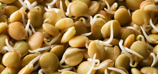 6 health benefits of sprouts