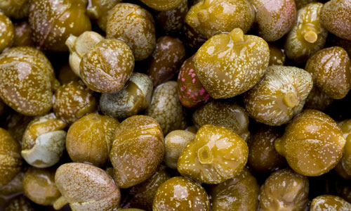 Health Benefits of Capers