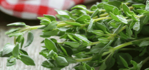 health-benefits-of-thyme