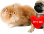 reasons-why-you-must-not-gift-a-pet-for-Valentine's-Day
